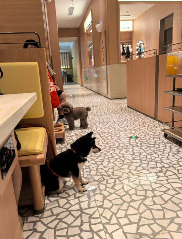 照片來源：小紅書@黑柴是一只可以