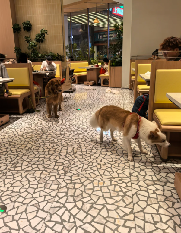 照片來源：小紅書@黑柴是一只可以