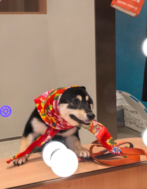 照片來源：小紅書@黑柴是一只可以