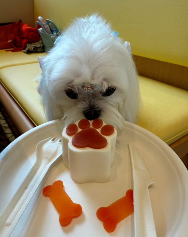 照片來源：小紅書@3y