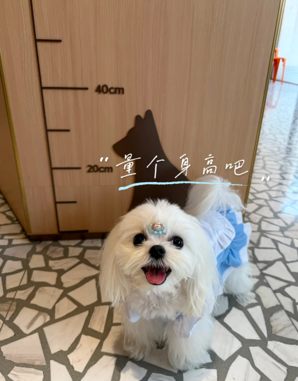 照片來源：小紅書@3y