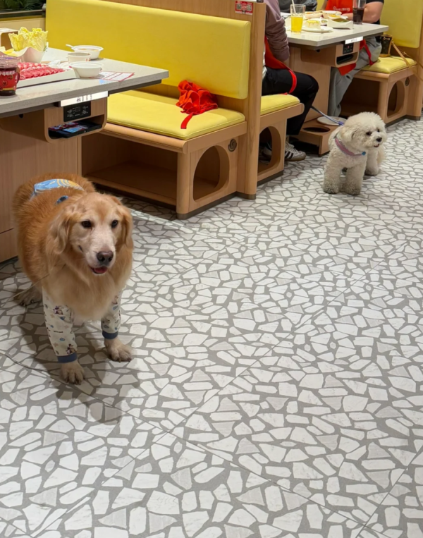 照片來源：小紅書@戴无畏