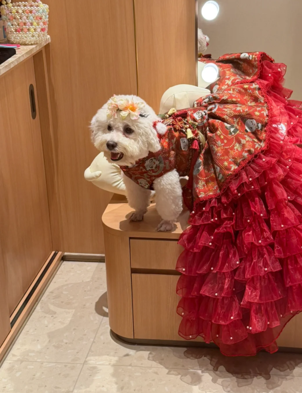 照片來源：小紅書@戴无畏