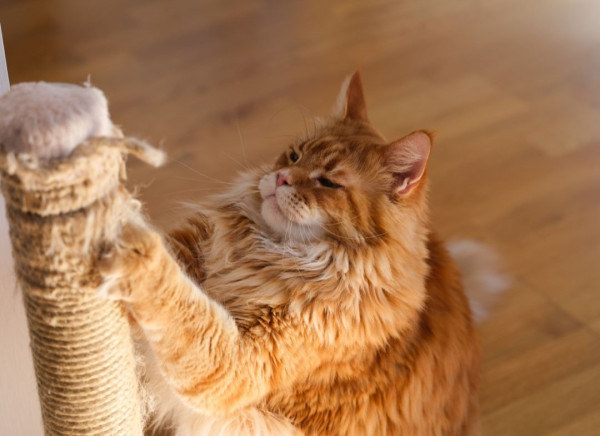 （圖片來源︰Canva）