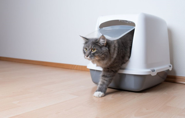 （圖片來源︰Canva）