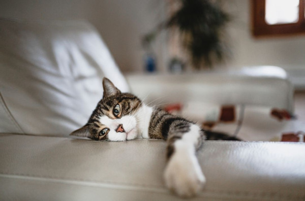 （圖片來源︰Canva）