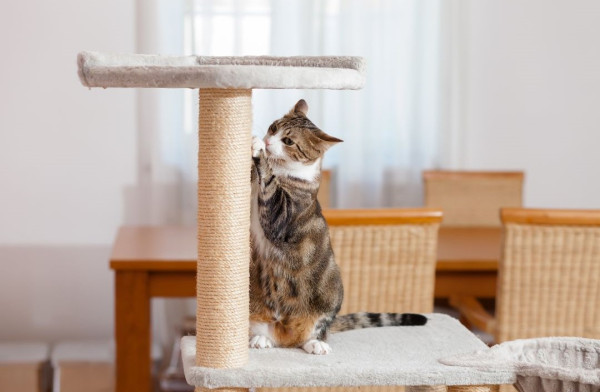 （圖片來源︰Canva）