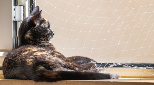 （圖片來源︰Canva）