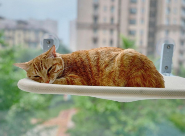 （圖片來源︰Canva）