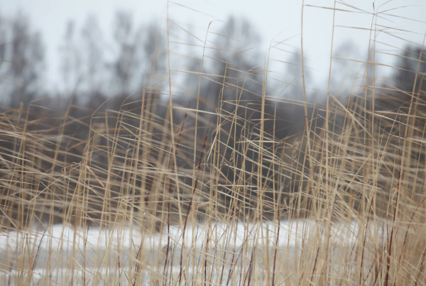 有片慎入！北上過聖誕度假村玩圍爐 做錯1步變人肉火球3遊客遭烈焰吞噬 