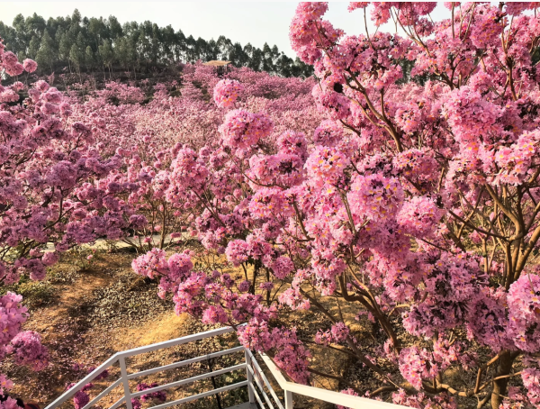 照片來源：小紅書@旅小欣