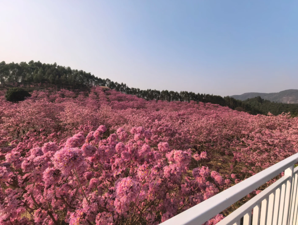 照片來源：小紅書@旅小欣