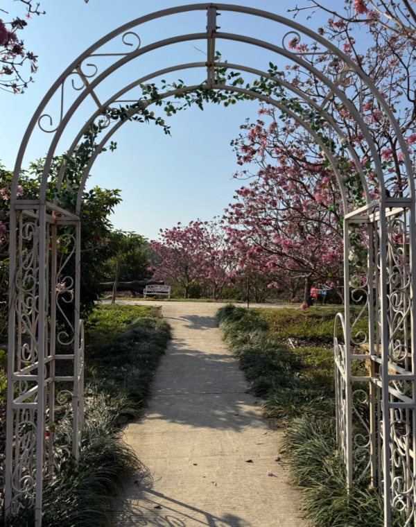 照片來源：小紅書@綠美小美