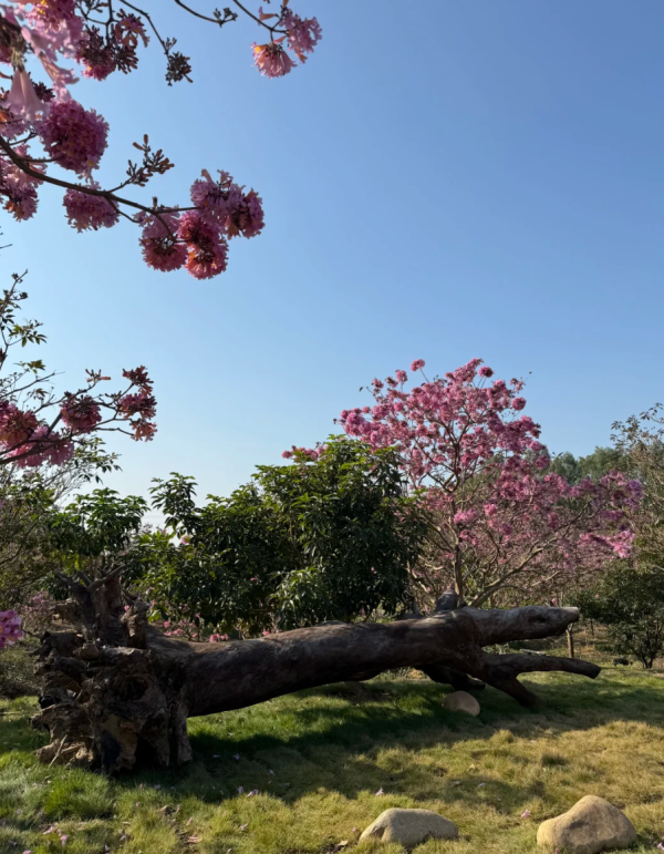 照片來源：小紅書@綠美小美