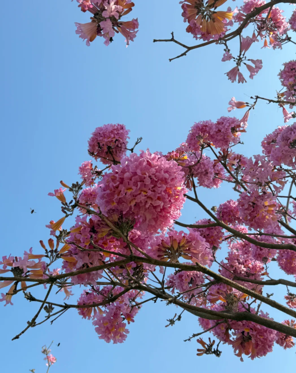 照片來源：小紅書@綠美小美