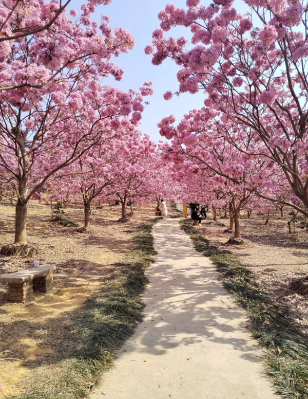 照片來源：小紅書@小世界與雙子星