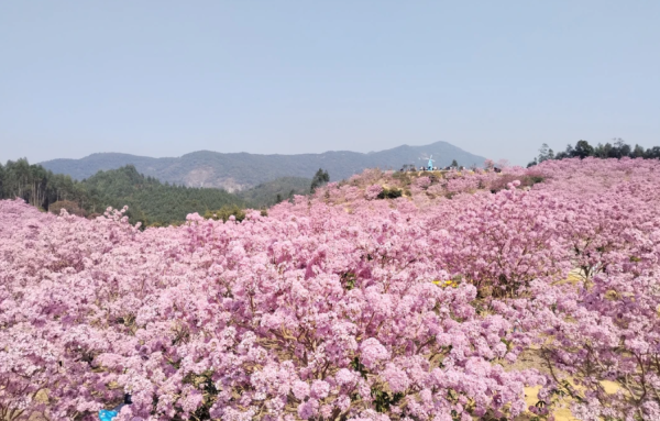 照片來源：小紅書@小世界與雙子星