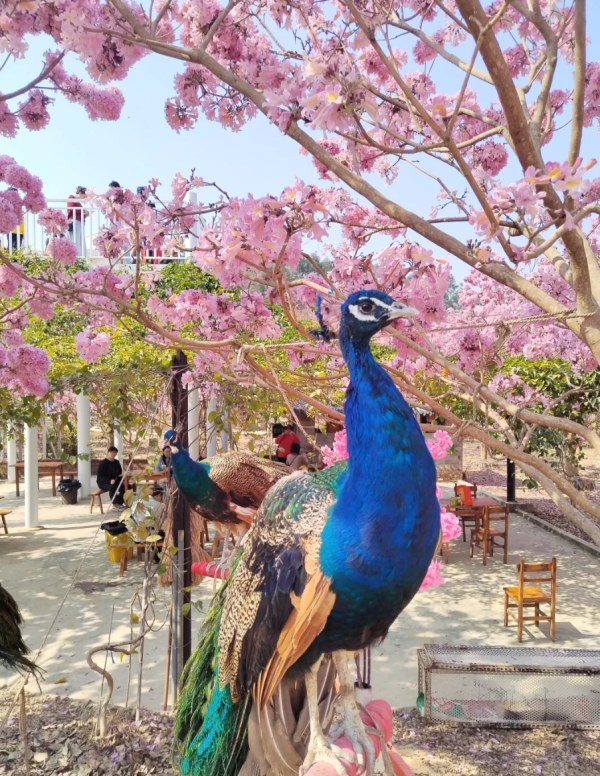 照片來源：小紅書@小世界與雙子星