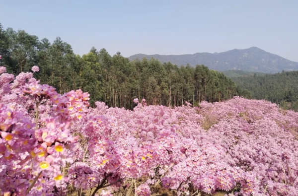 照片來源：小紅書@小世界與雙子星