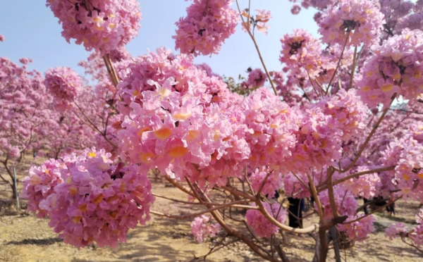 照片來源：小紅書@小世界與雙子星