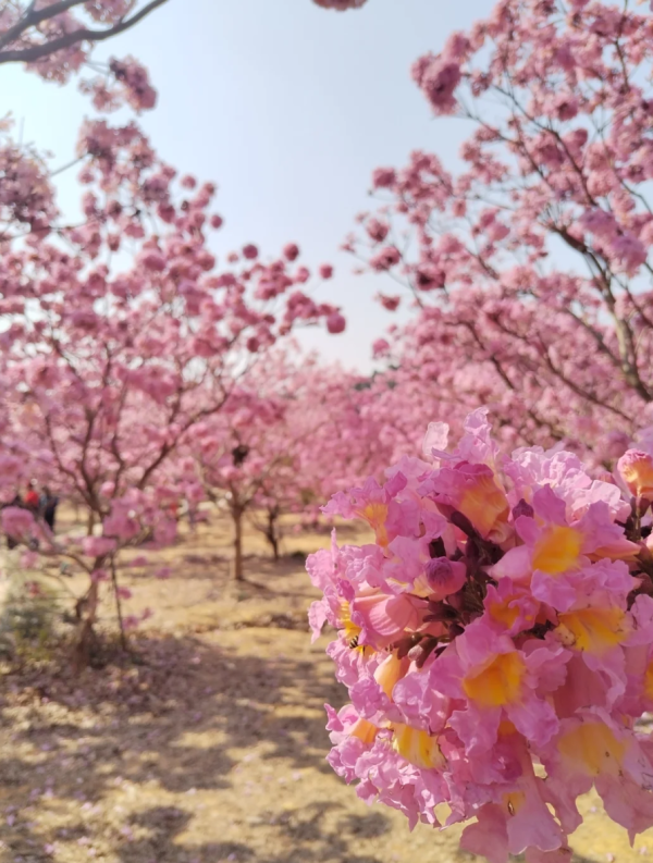 照片來源：小紅書@小世界與雙子星