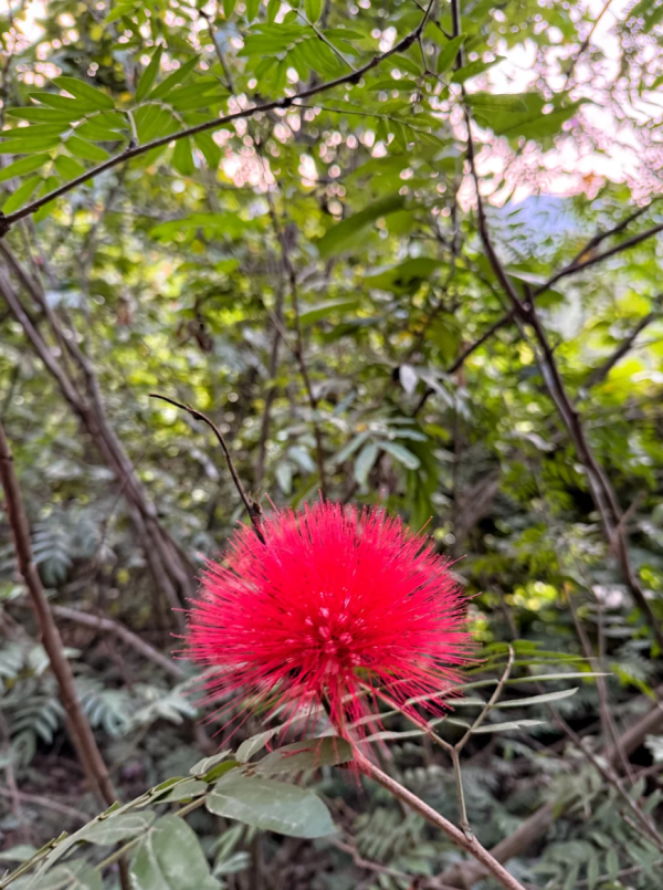 照片來源：小紅書@菜菜Cherry