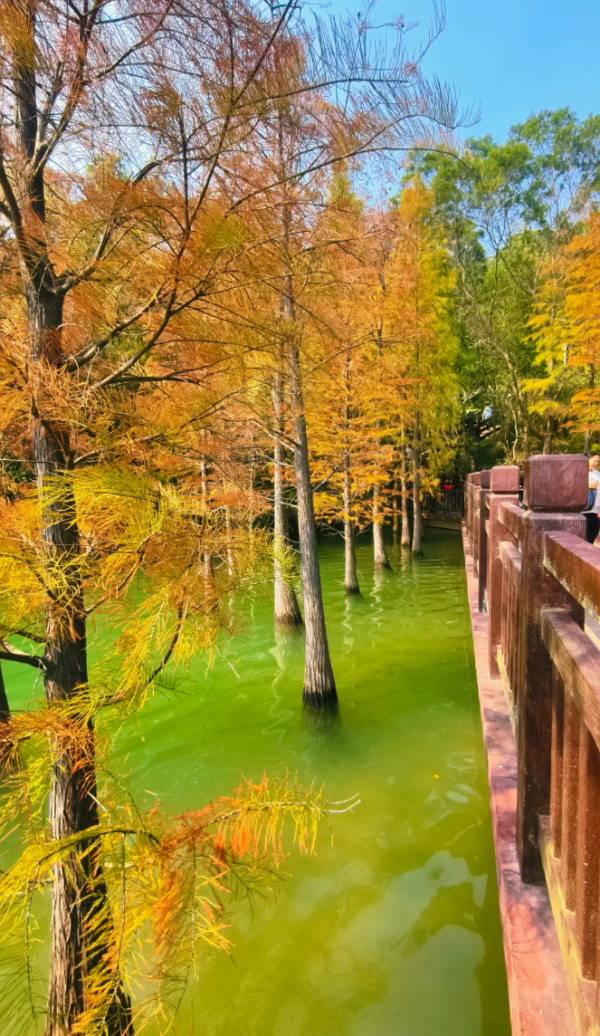 照片來源：小紅書@Mrs.Wang