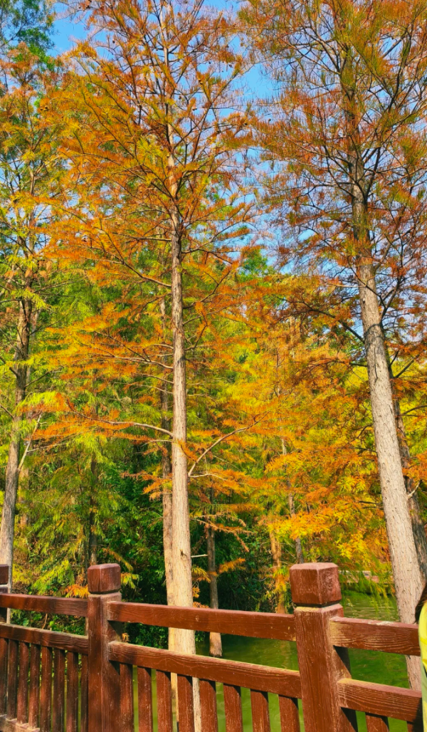 照片來源：小紅書@Mrs.Wang