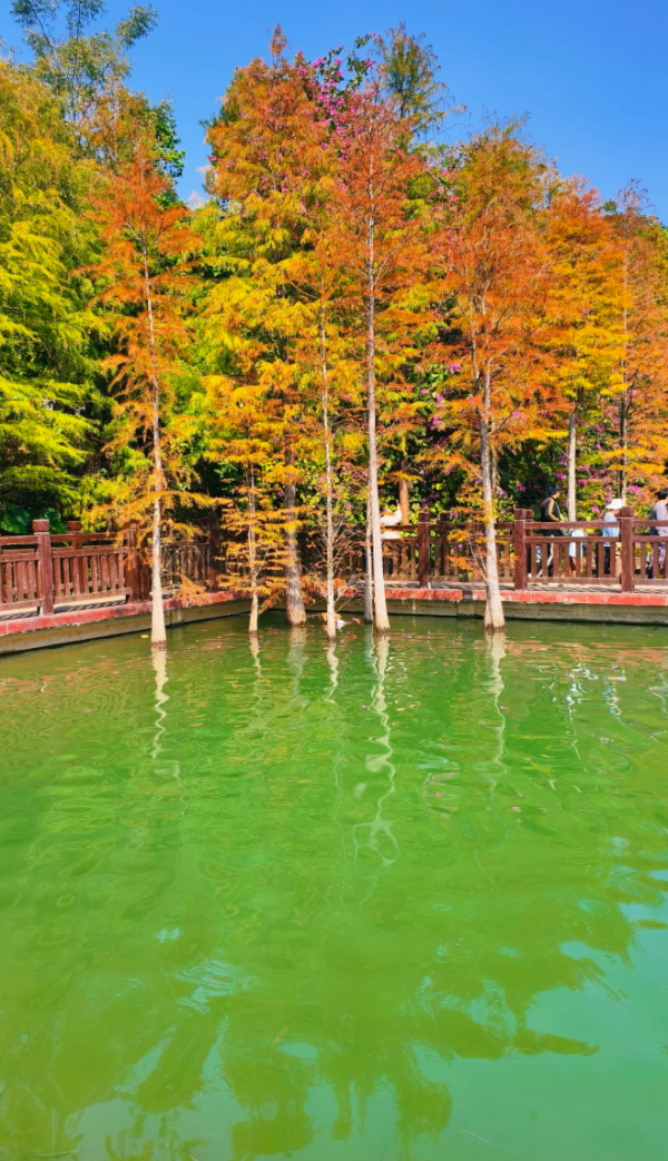 照片來源：小紅書@Mrs.Wang