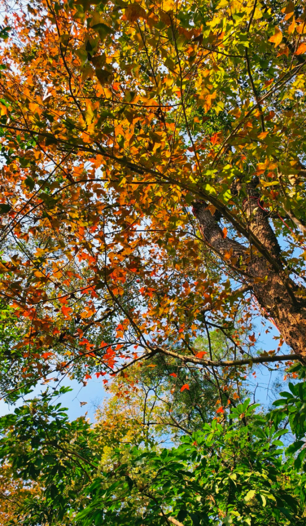 照片來源：小紅書@Mrs.Wang