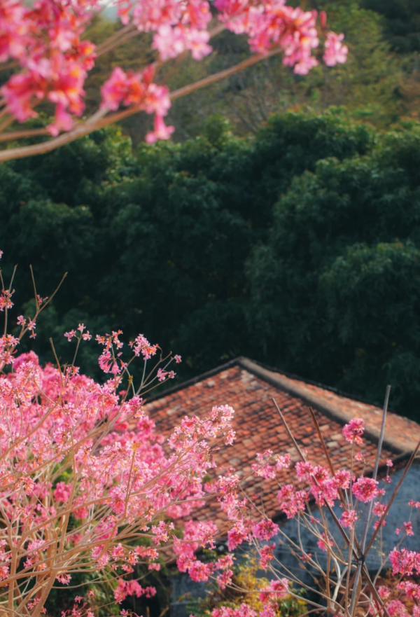 照片來源：小紅書@周朝先