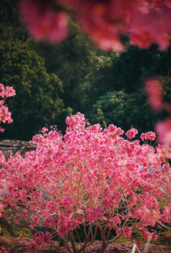 照片來源：小紅書@周朝先
