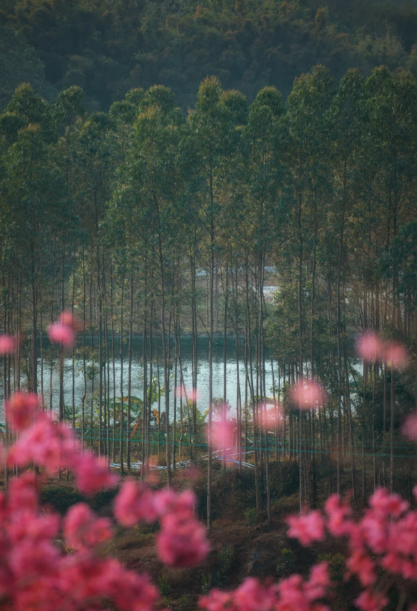 照片來源：小紅書@周朝先