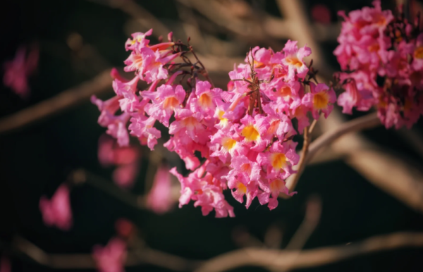 照片來源：小紅書@周朝先