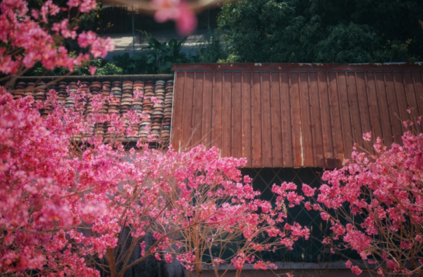 照片來源：小紅書@周朝先