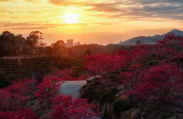 照片來源：小紅書@周朝先