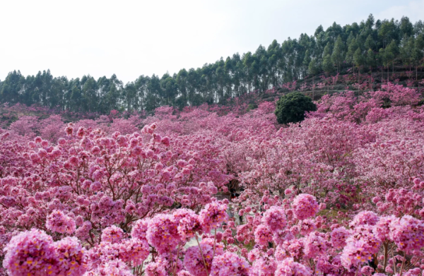 照片來源：小紅書@愛攝影的寶爸