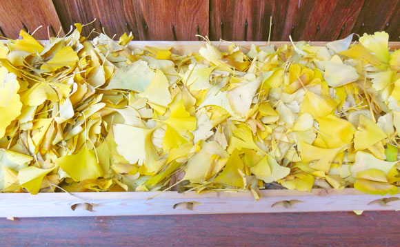 亞洲4大求財靈廟｜中六合彩頭獎靠「洗」出嚟？日本合法洗錢求發財+參拜流程 