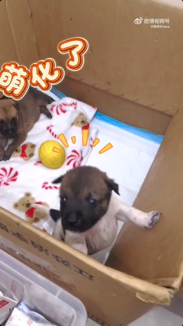 65歲惠英紅驚爆震撼彈無預警宣布喜訊 突然發文做媽媽：跟大家分享我的大事