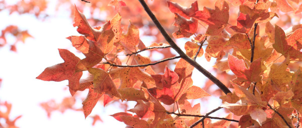 大棠紅葉季開鑼！漁護署公布「極短觀賞期」預計7萬人迫爆 幾時去最紅？（附交通方法）