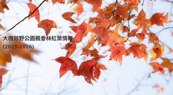 大棠紅葉季開鑼!漁護署公布「極短觀賞期」預計7萬人迫爆 幾時去最紅?(附交通方法)