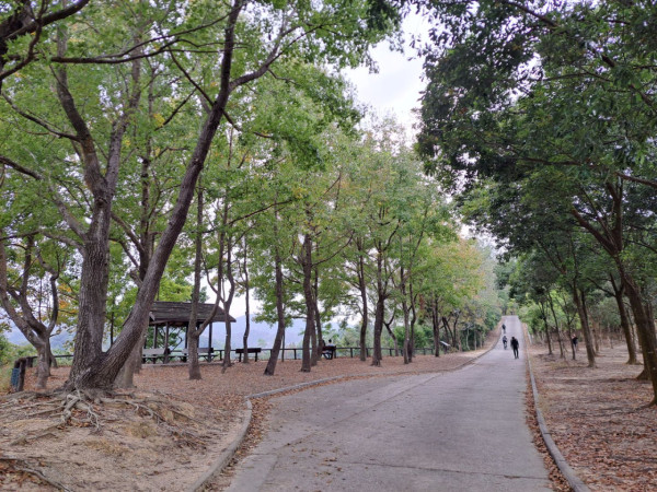 大棠紅葉季開鑼!漁護署公布「極短觀賞期」預計7萬人迫爆 幾時去最紅?(附交通方法)