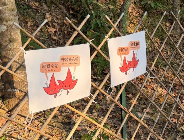 大棠紅葉季開鑼！漁護署公布「極短觀賞期」預計7萬人迫爆 幾時去最紅？（附交通方法）