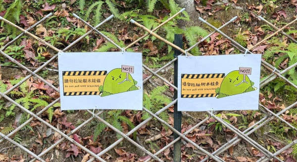 大棠紅葉季開鑼！漁護署公布「極短觀賞期」預計7萬人迫爆 幾時去最紅？（附交通方法）