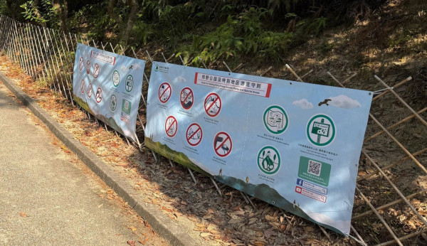 大棠紅葉季開鑼！漁護署公布「極短觀賞期」預計7萬人迫爆 幾時去最紅？（附交通方法）