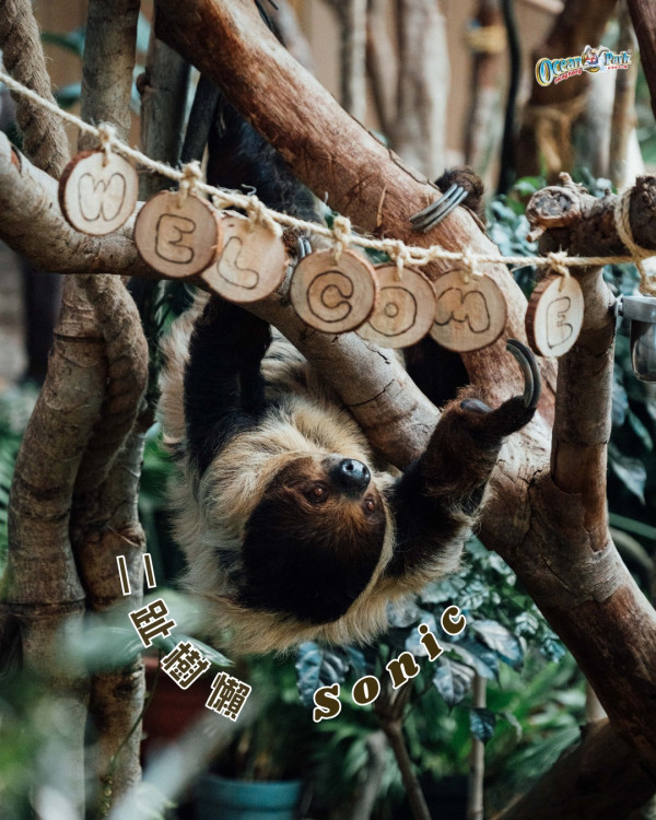 海洋公園全年無限任玩會籍限時85折！再送除夕夜免費入場門票2張