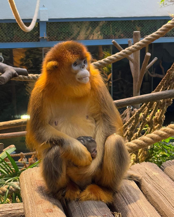 海洋公園全年無限任玩會籍限時85折！再送除夕夜免費入場門票2張