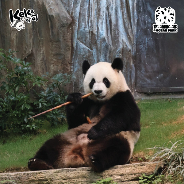 海洋公園全年無限任玩會籍限時85折！再送除夕夜免費入場門票2張