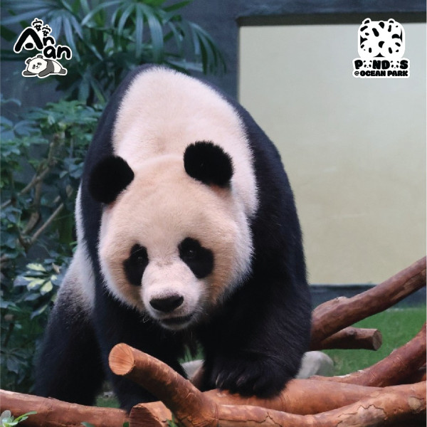 海洋公園全年無限任玩會籍限時85折！再送除夕夜免費入場門票2張