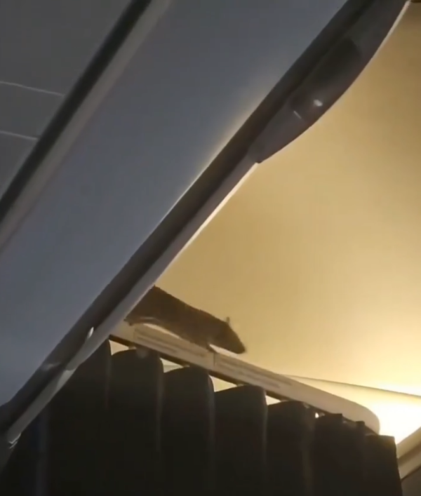 照片來源：X@Fahadnaimb